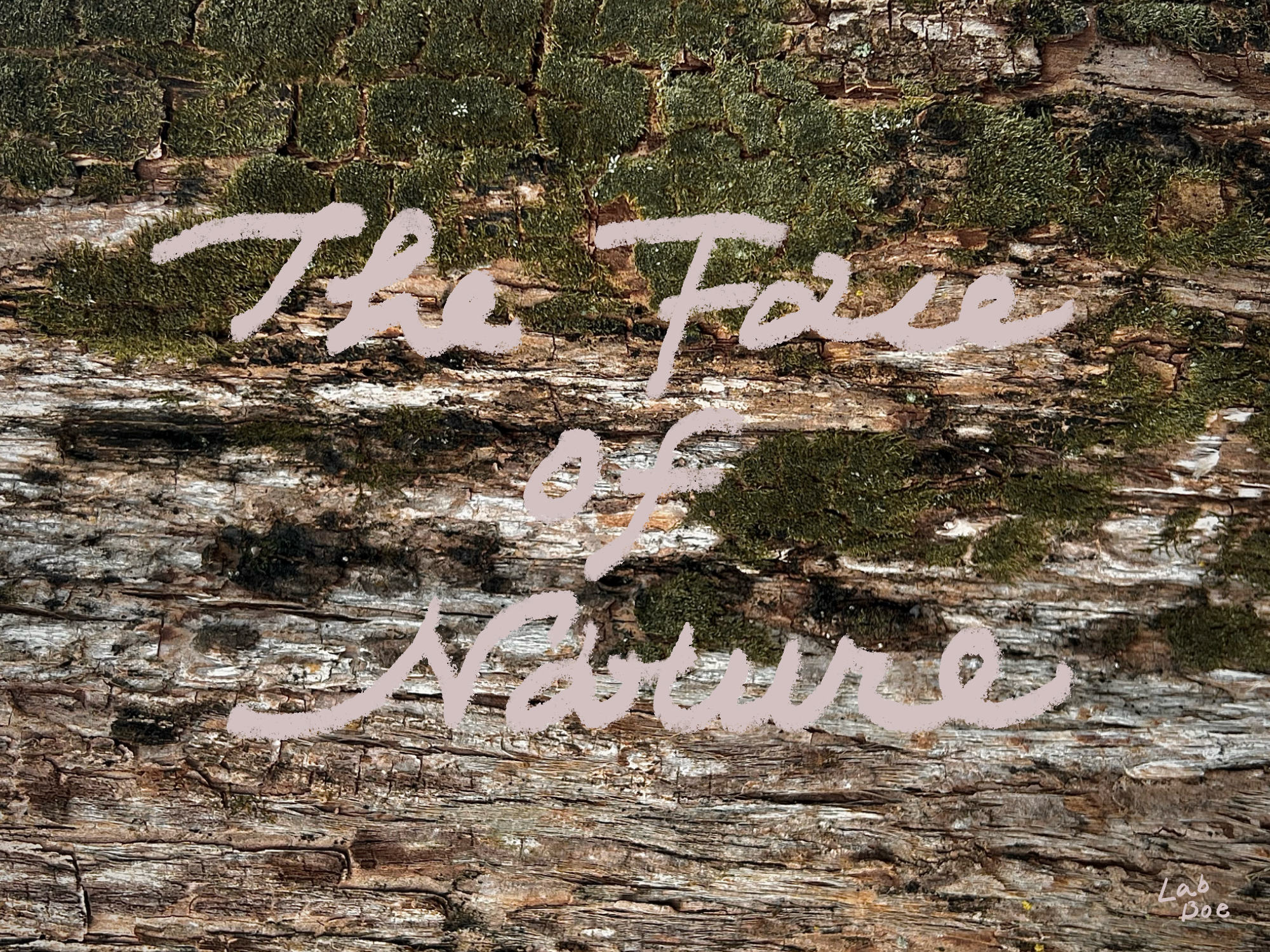 革の表情<The Face of Nature>